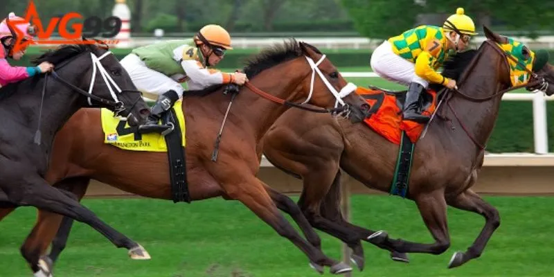 Các loại cược đua ngựa phổ biến